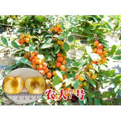 農(nóng)大鈣果苗木農(nóng)大4號(hào)、農(nóng)大6號(hào)、’‘農(nóng)大7號(hào)’樹苗【郵政發(fā)貨、10棵起發(fā)貨】