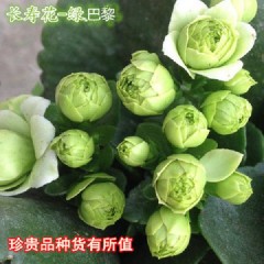 (帶花苞)重瓣長(zhǎng)壽花 花卉綠植玫瑰月季綠蘿發(fā)財(cái)樹