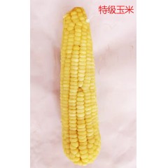 鮮糯玉米熟玉米萬(wàn)糯玉米速凍玉米鮮玉米   /40穗/箱