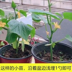 蔬菜復合肥盆栽花卉通用型氮磷鉀肥料種菜蔬菜專用肥水溶復合肥